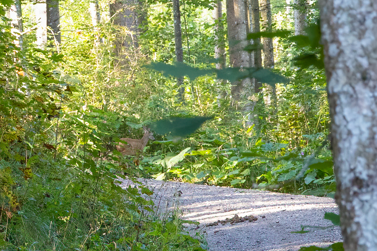 Hier &uuml;berquert es gerade den Wanderweg