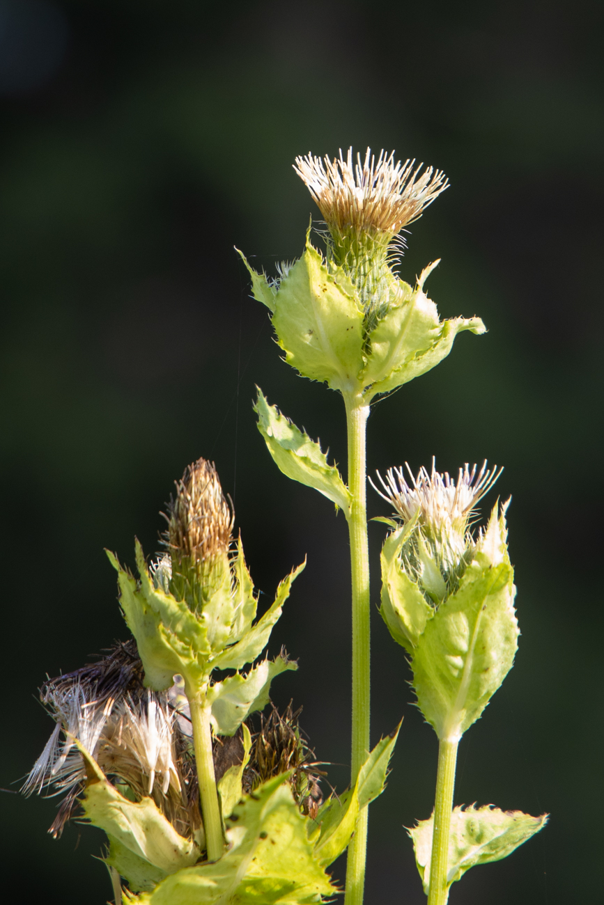 Kohl-Kratzdistel [Cirsium oleraceum]