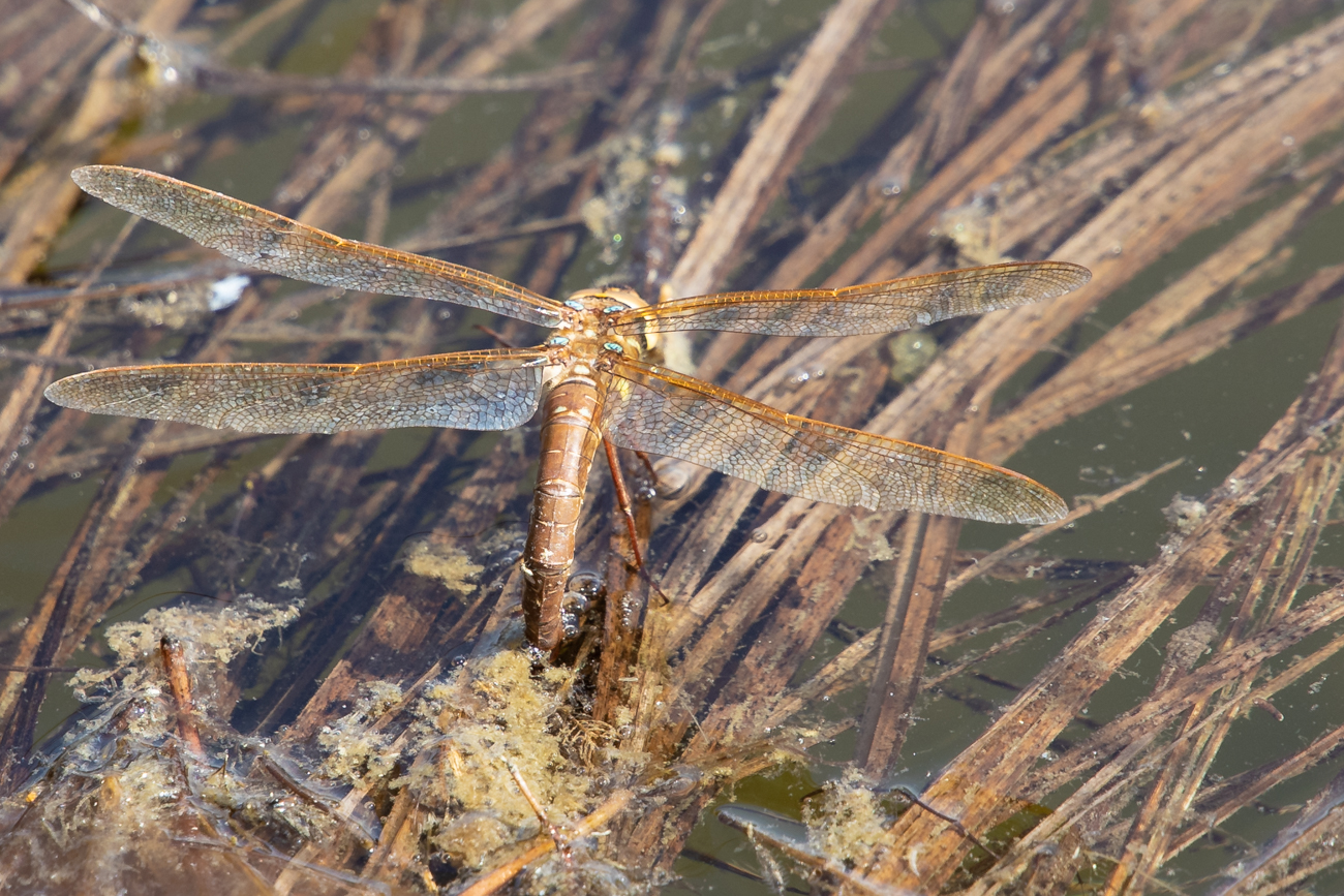 Libelle bei der Eiablage