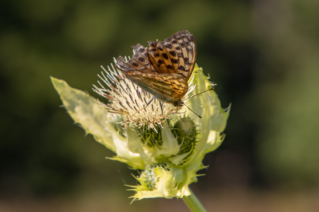 Falter auf Kratzdistel