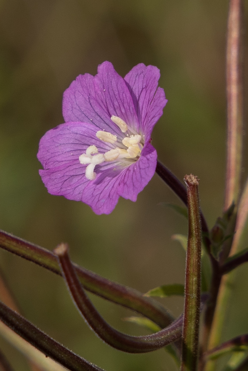 Weidenr&ouml;schen [Epilobium]