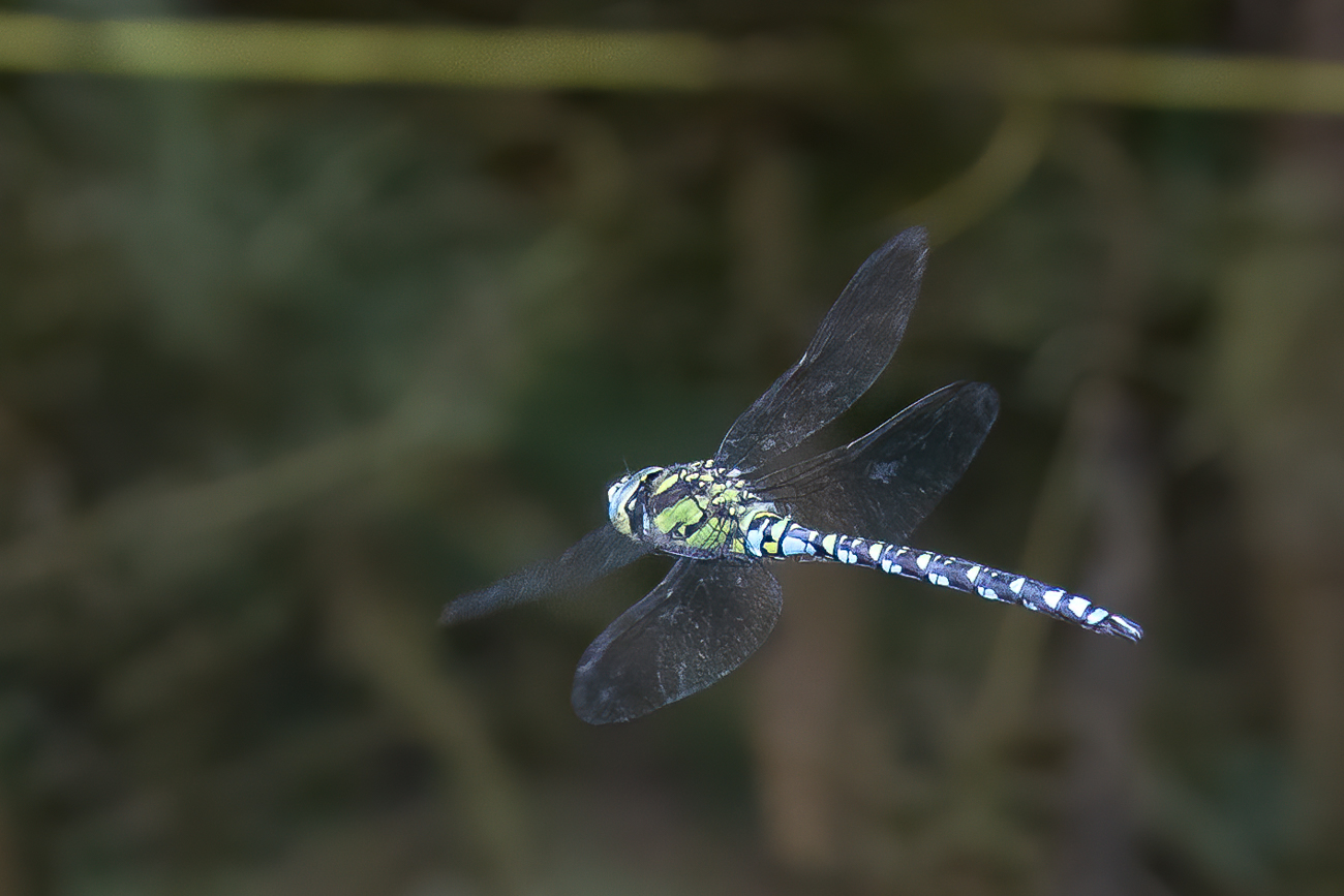 ... sind nur sehr schwer zu erwischen