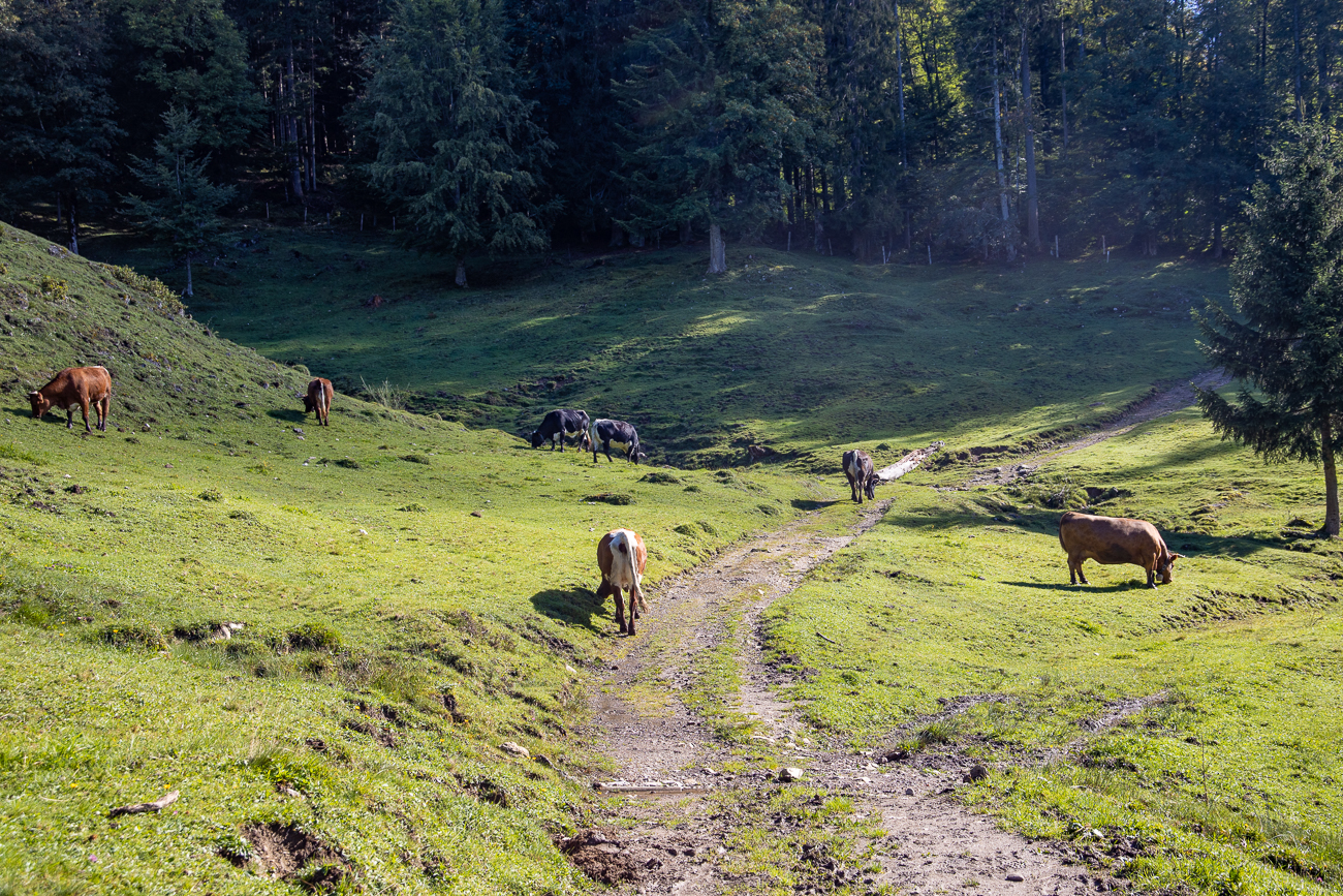 Kuhweide, da müssen wir durch