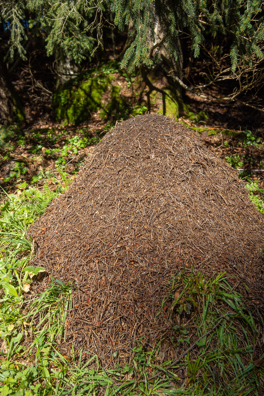 Überall im Wald gibt es zahlreiche Ameisenhaufen