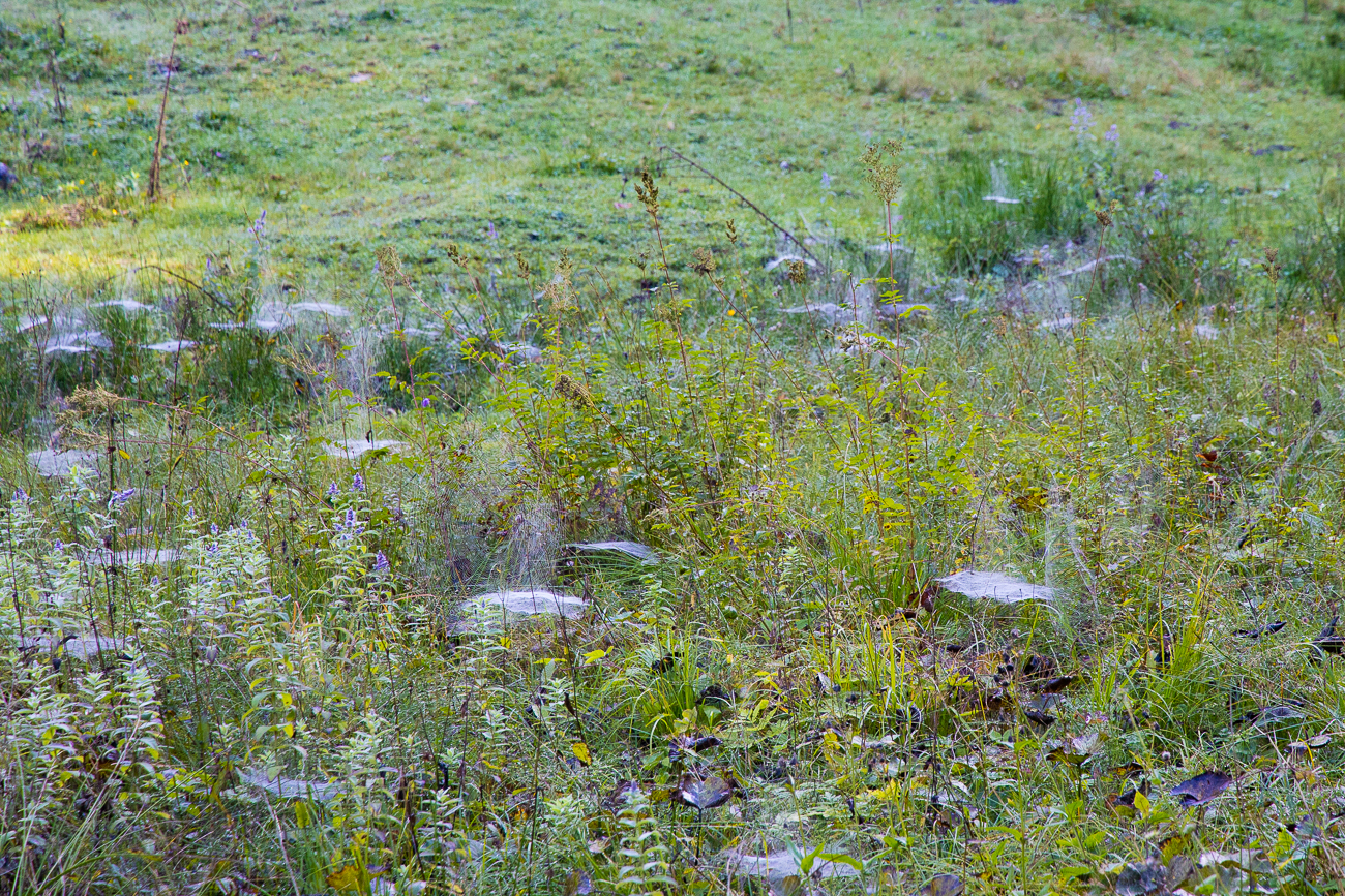 ... überziehen die Wiesen im Altweibersommer