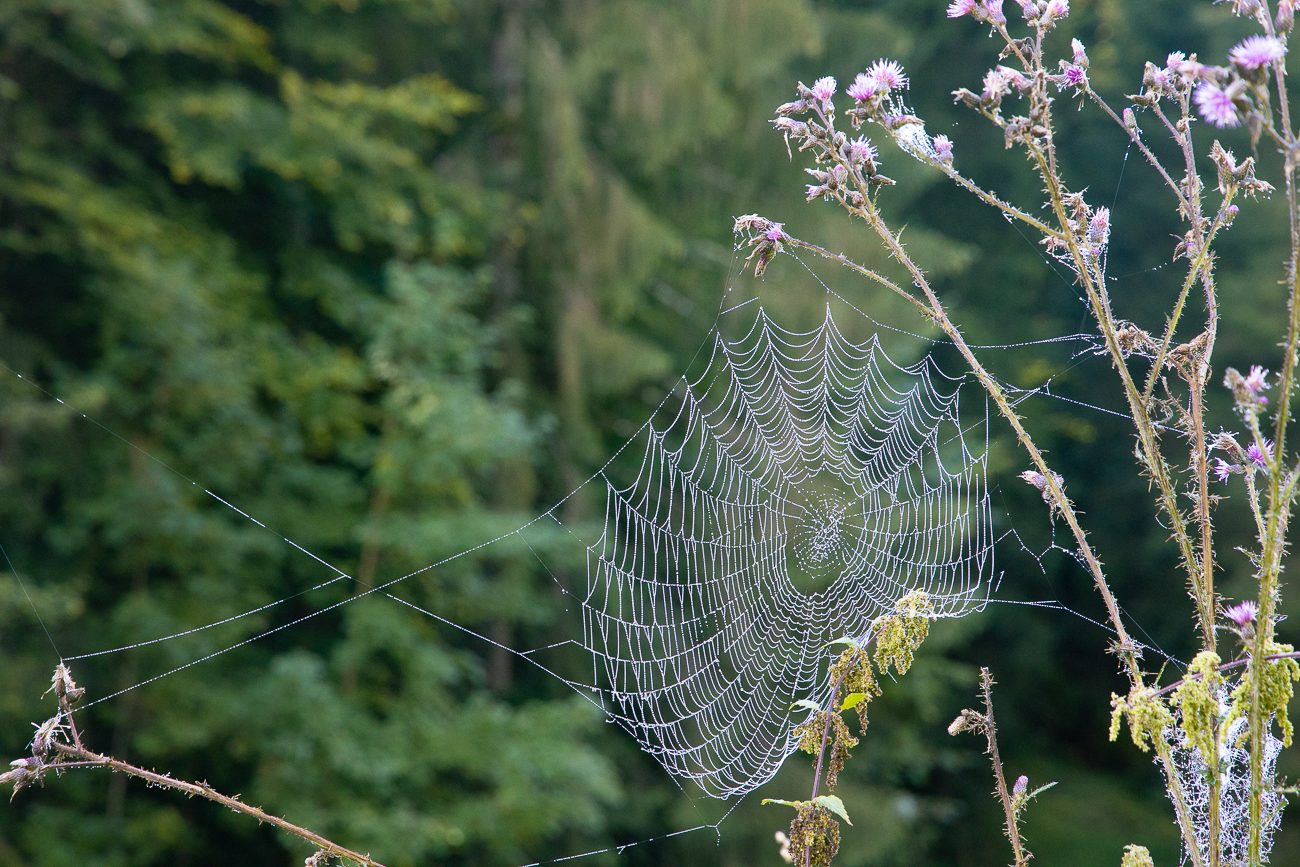 Netz einer Kreuzspinne