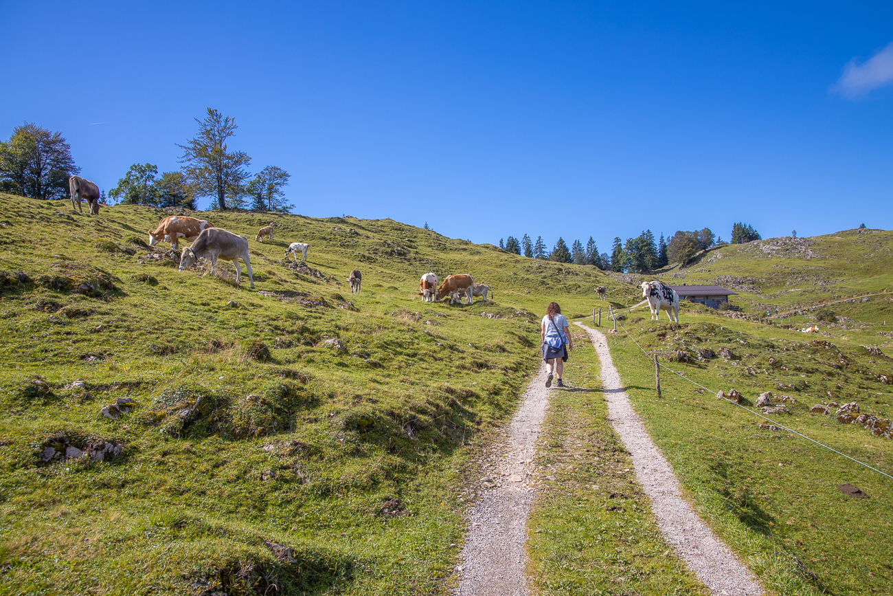 ... durch eine sch&ouml;ne Weidelandschaft