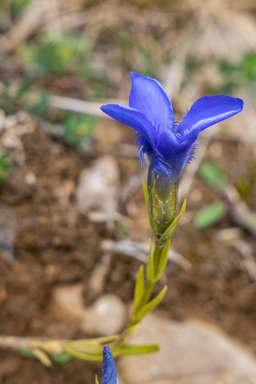 Gew&ouml;hnlicher Fransenenzian [Gentianopsis ciliata]