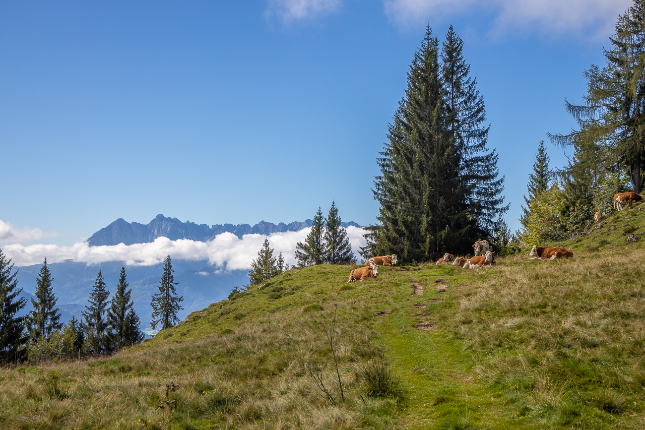 Wieder einmal schl&auml;ngeln wir uns zwischen den Milchk&uuml;hen hindurch