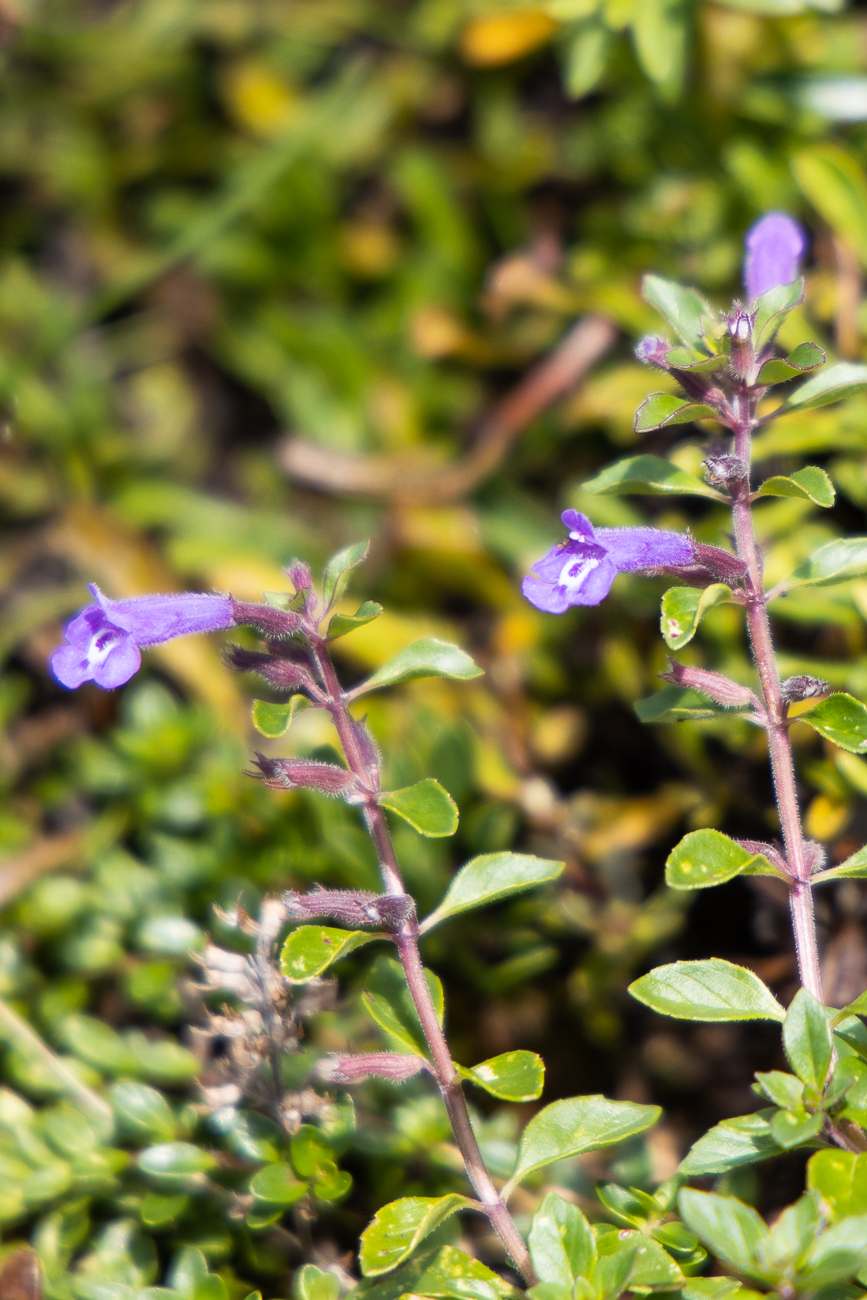 Alpen-Steinquendel [Acinos alpinus] ...