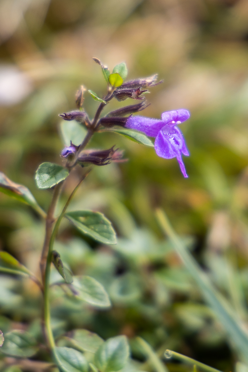 ... auch Stein-Bergminze genannt
