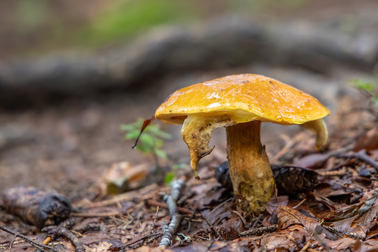 Pilz im Wald
