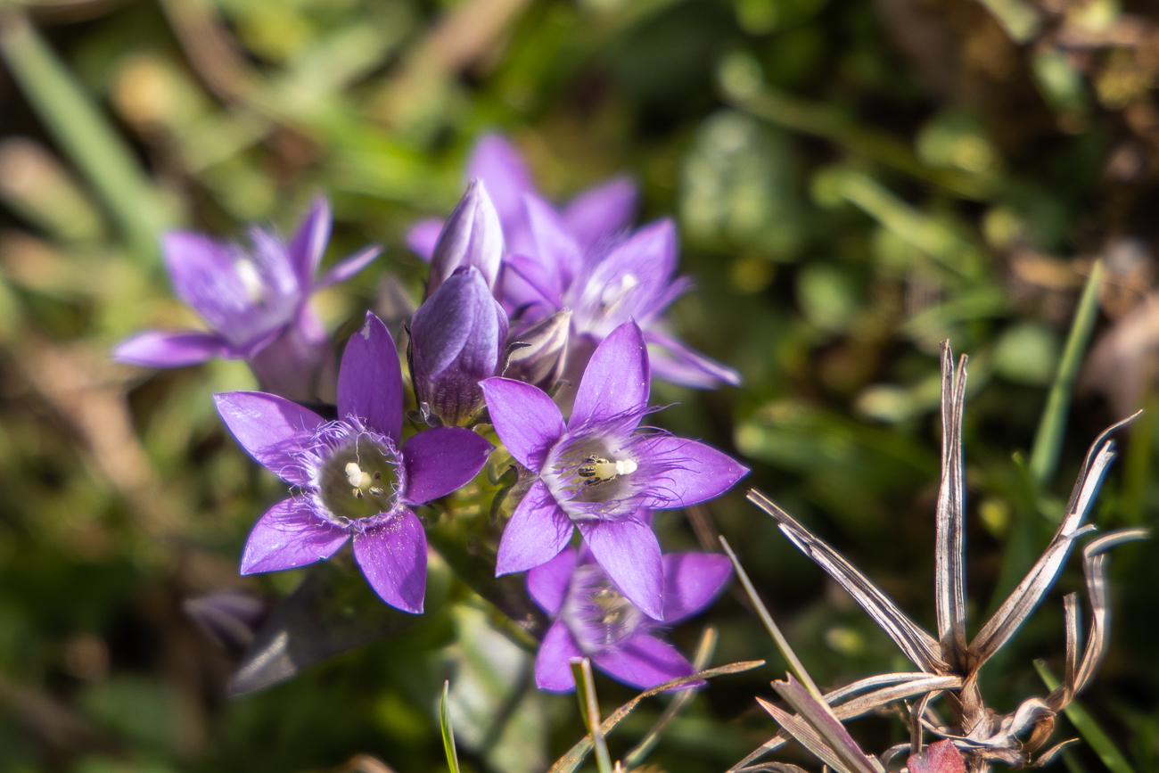 Wieder ein Deutscher Fransenenzian [Gentianella germanica]