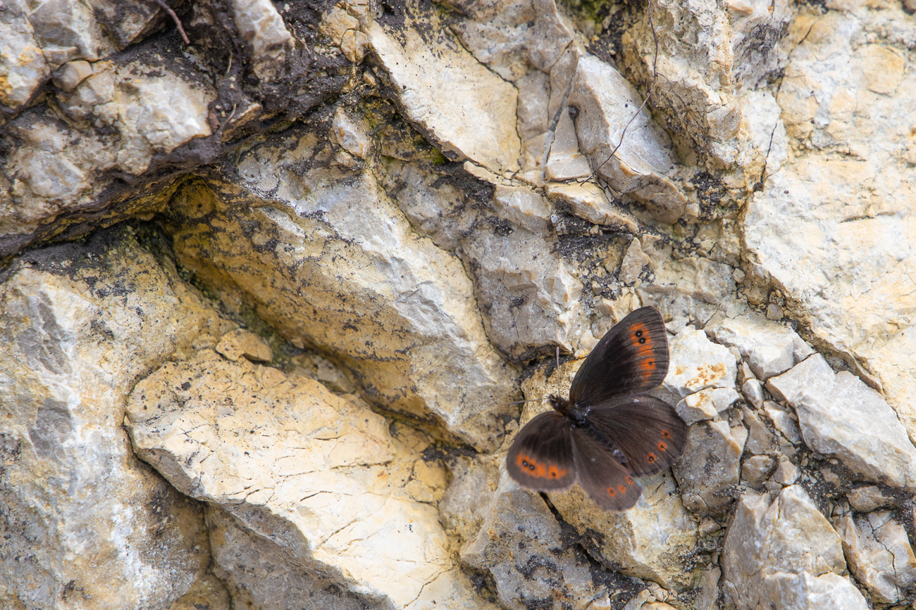 Wei&szlig;bindiger Mohrenfalter [Erebia ligea]