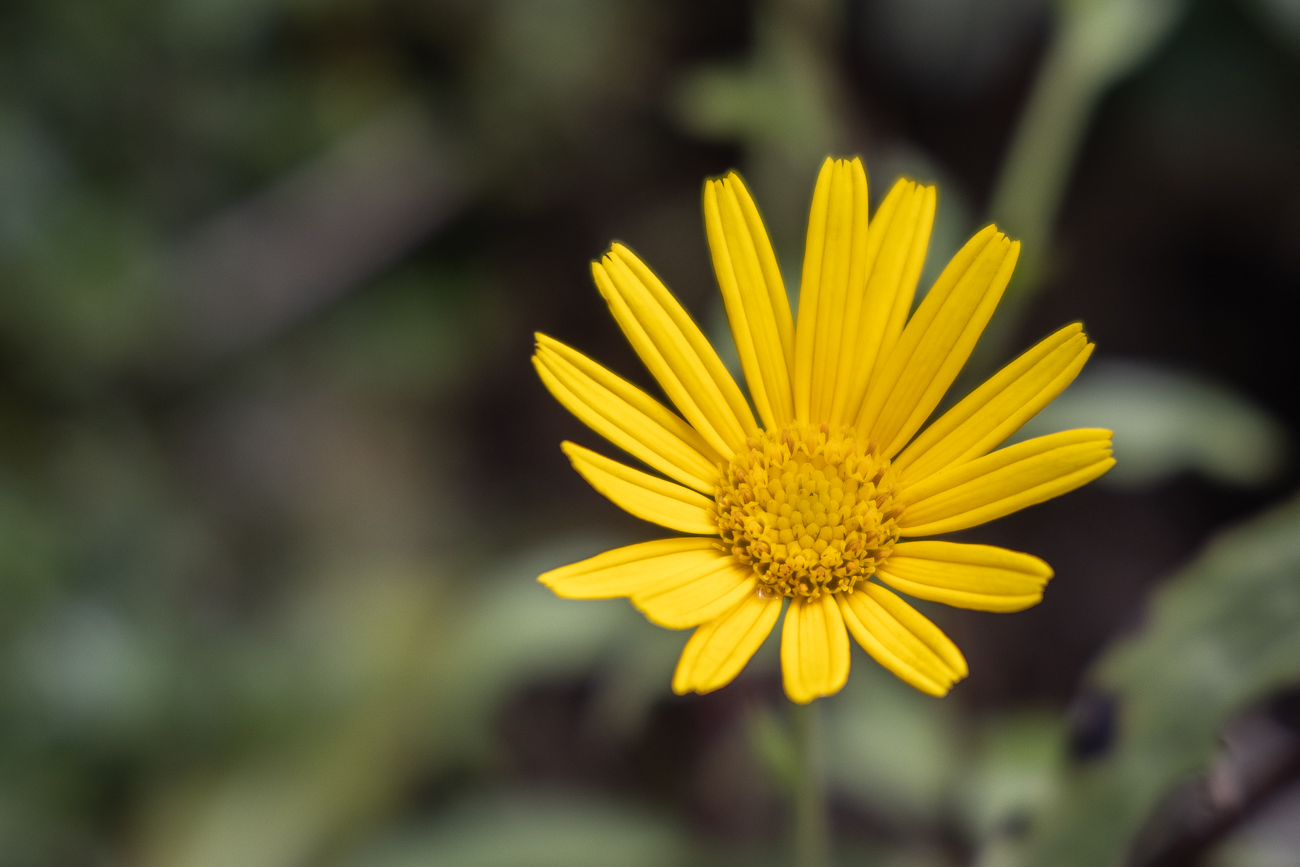 Ochsenauge [Buphthalmum salicifolium], auch Weidenbl&auml;ttriges Ochsenauge oder Rindsauge genannt