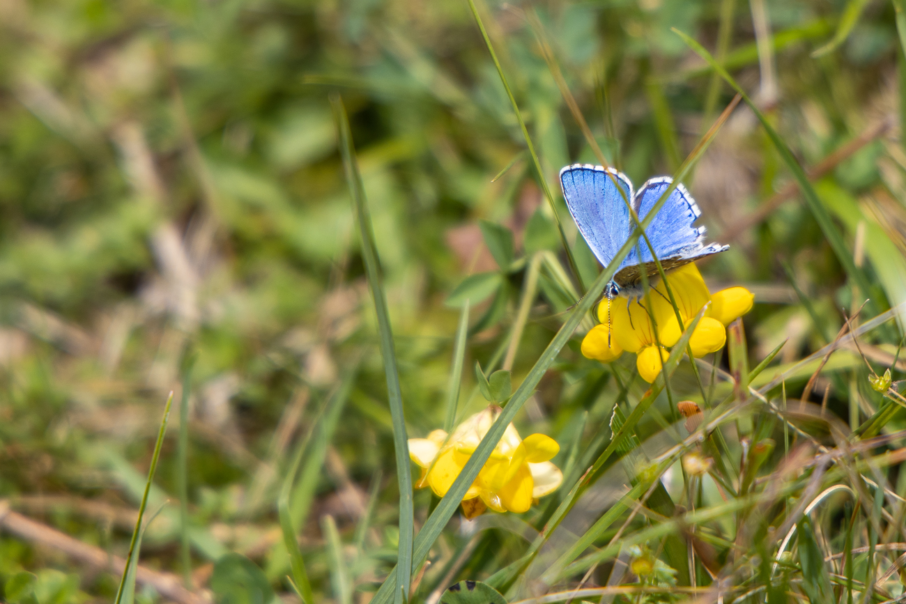 Himmelblauer Bl&auml;uling [Lysandra ballargus]