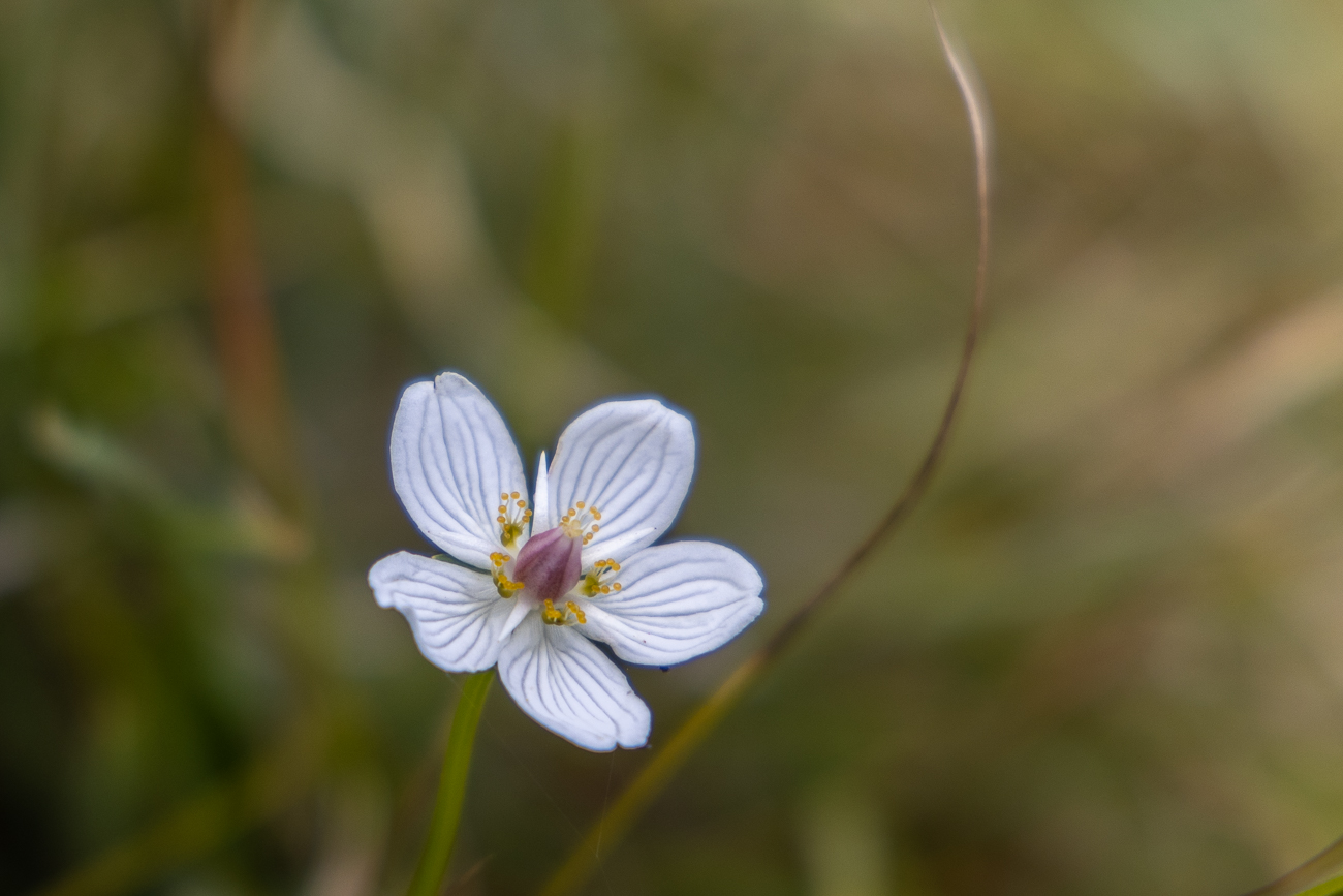 Sumpf-Herzblatt [Parnassia palustris], auch Studentenr&ouml;schen genannt