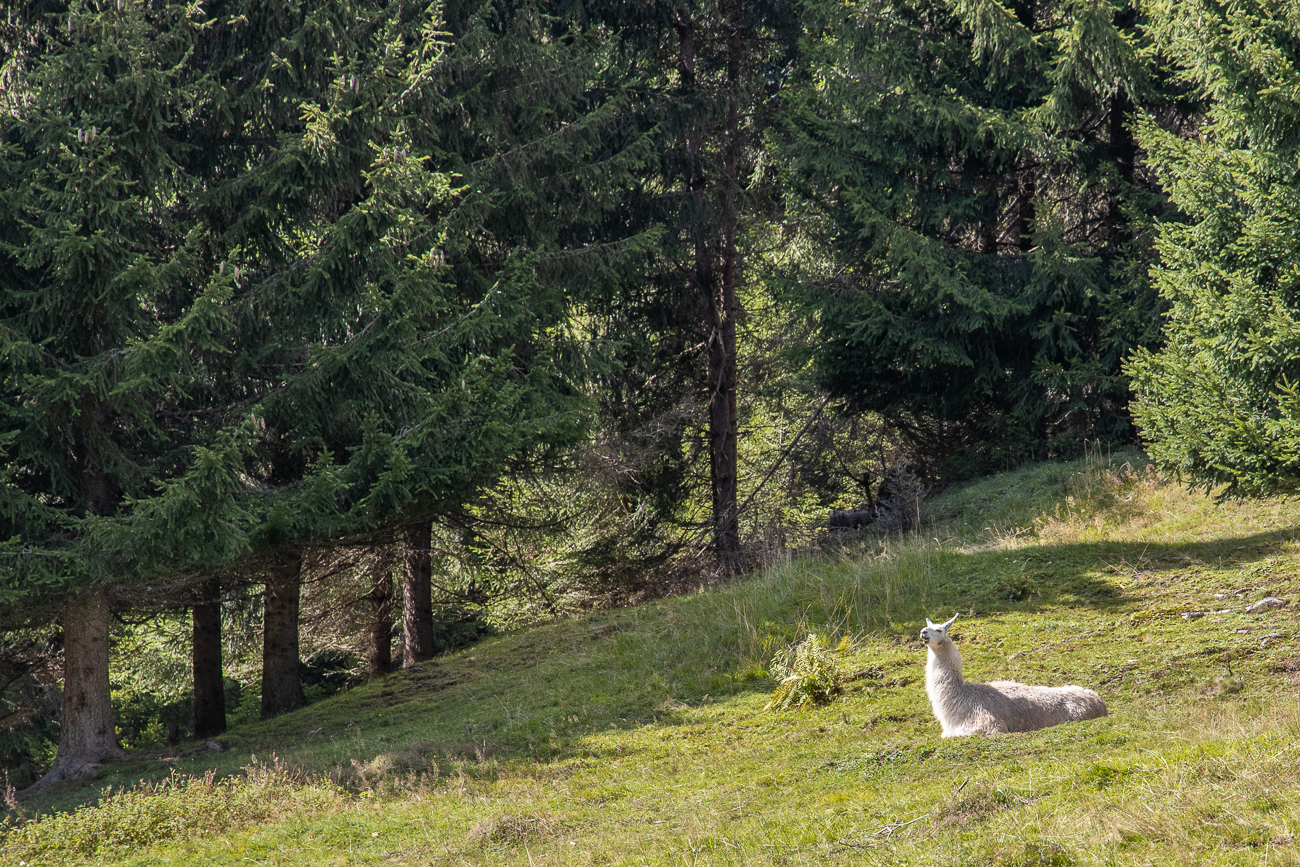 ... passieren wir die berühmten Alpen-Lamas ;-)