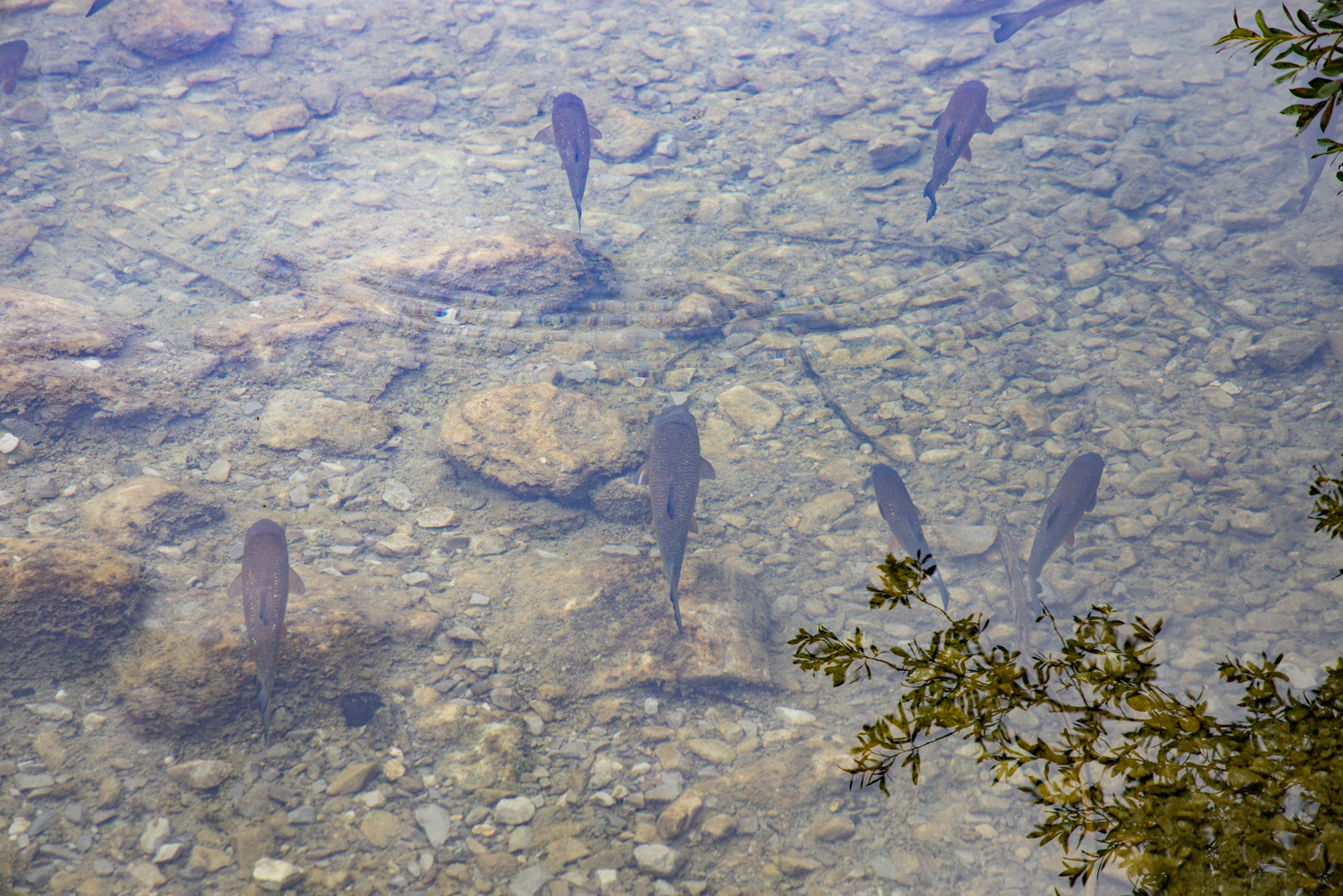... ihnen macht der Regen nichts aus ;-)