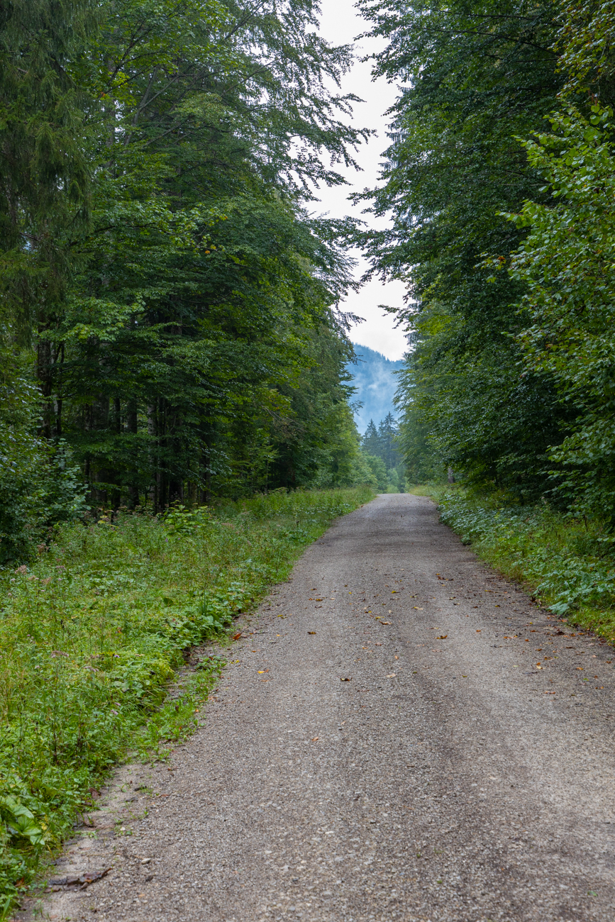 Leider f&uuml;hrt der Weg eione ganze Weile durch den Wald hinter dem Mittersee und L&ouml;densee entlang