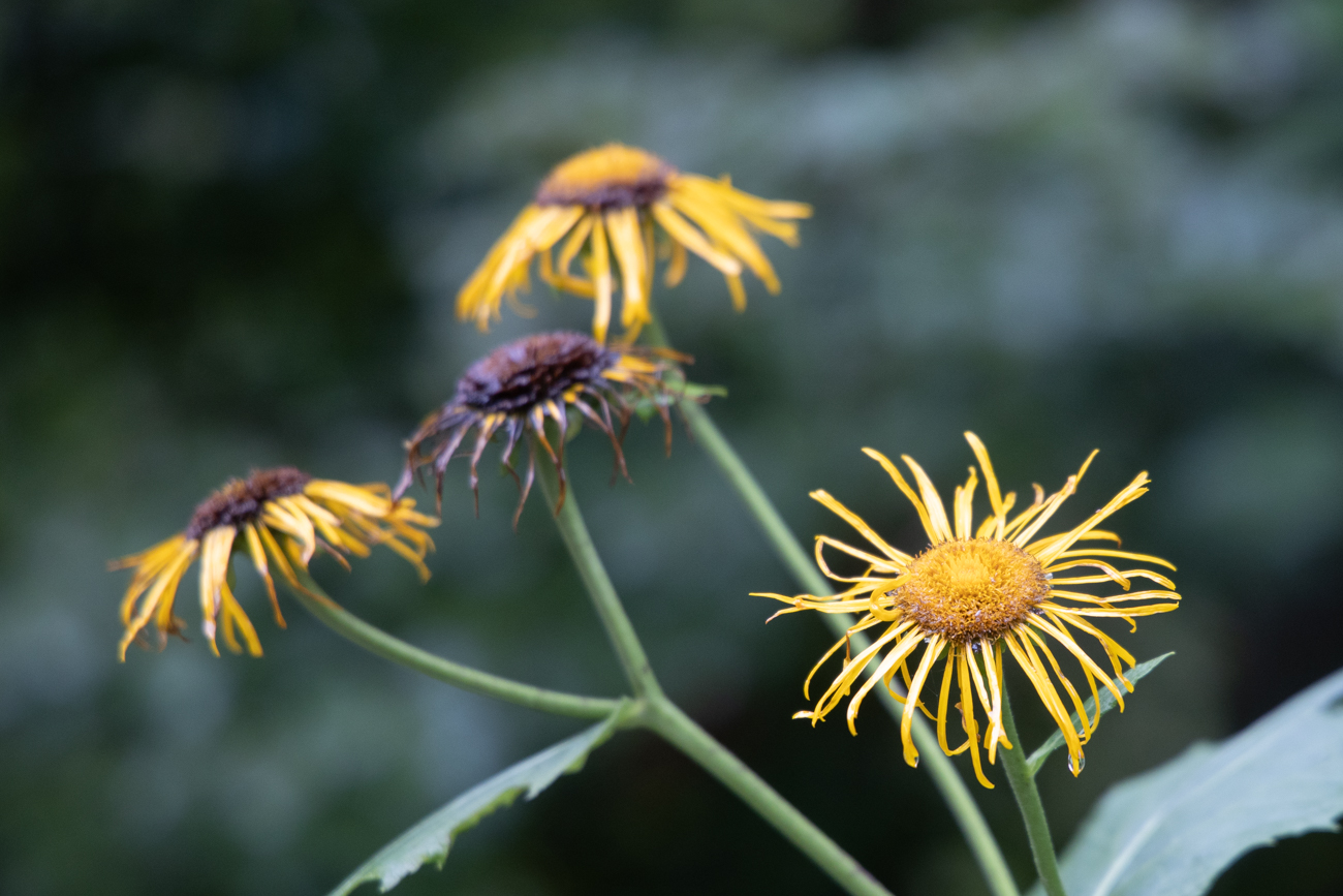Echter Alant [Inula helenium]