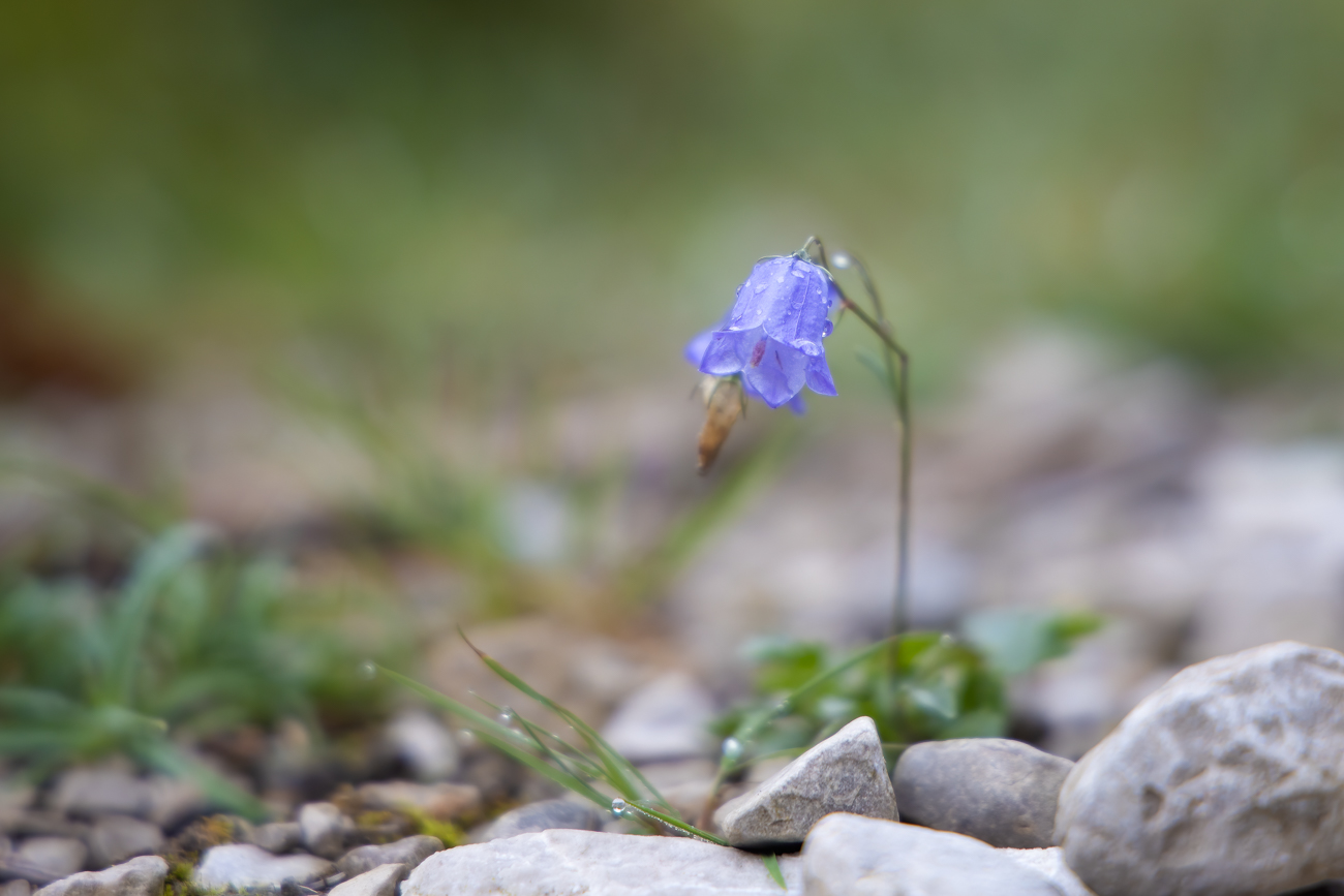 Rundbl&auml;ttrige Glockenblume [Campanula rotundifolia]