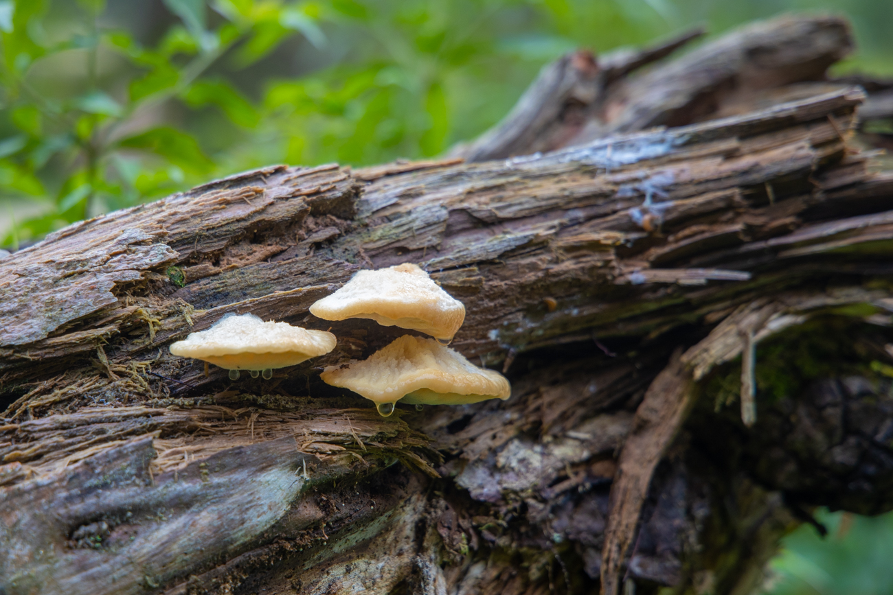 Baumpilze zersetzen das Holz
