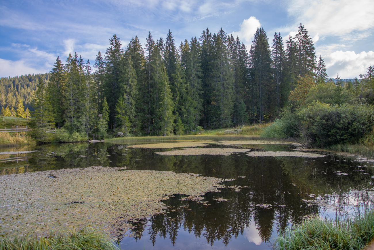 Teich zwischen Wald und Weide