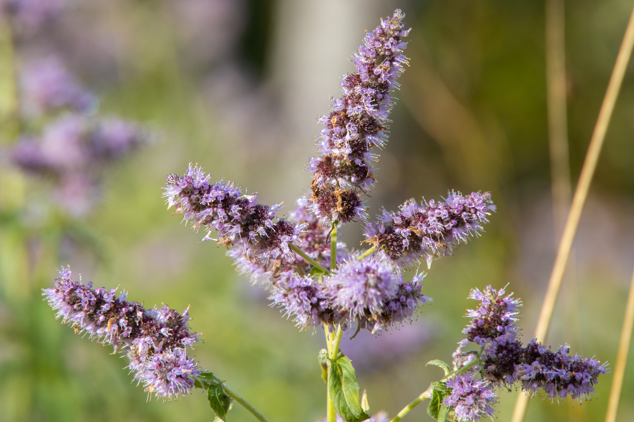 Rossminze [Mentha longifolia]