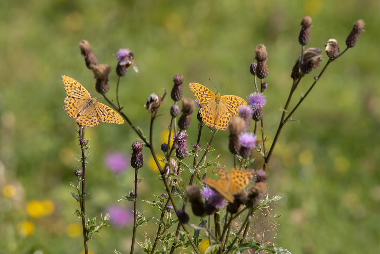 Perlmutterfalter auf Distel