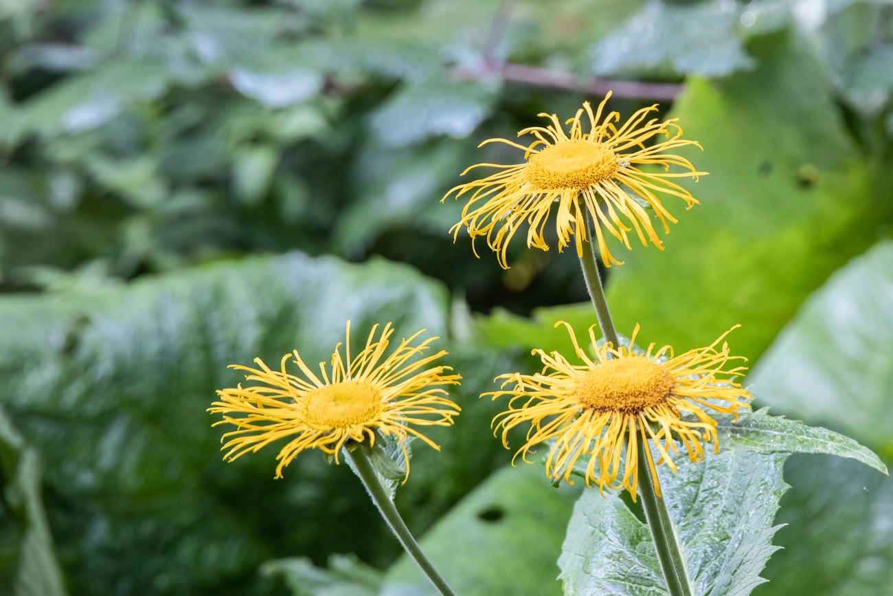 Echter Alant [Inula helenium]