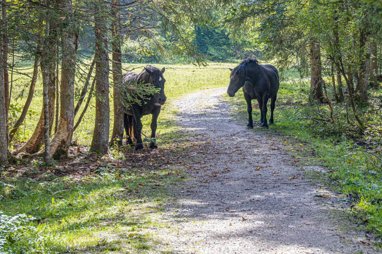 Auf dem R&uuml;ckweg versperren uns zwei R&ouml;sser den Weg ;-)