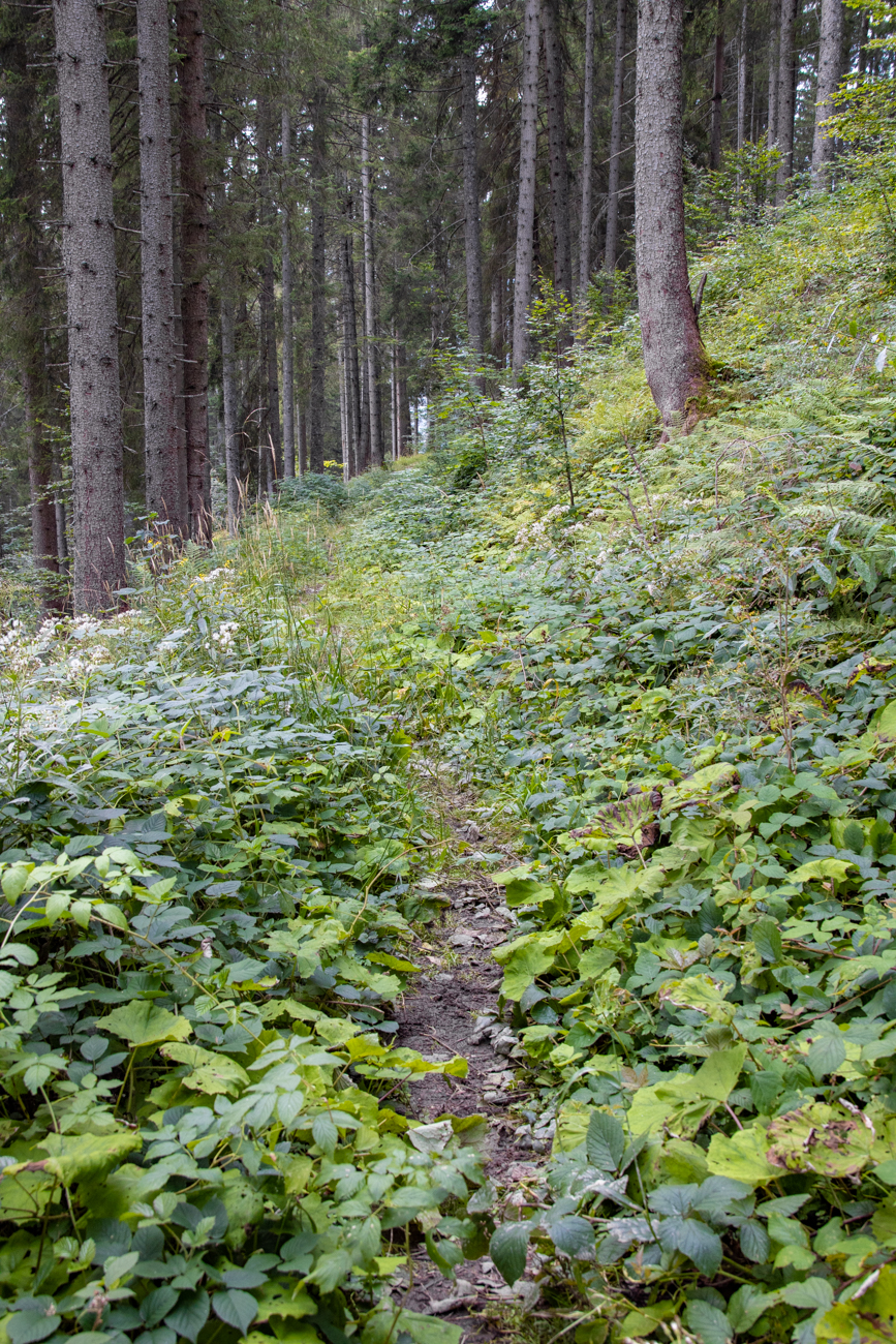 Schmaler Waldweg