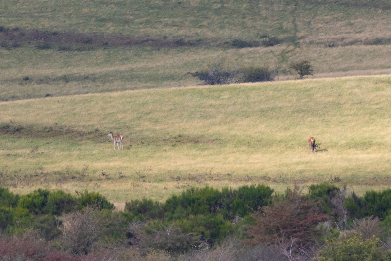 Fast alle Bilder wurden mit 400 mm Brennweite plus einen 2-fach Konverter, also dann 800 mm, bei ISO 3600 aufgenommen und auch noch stark gecropt ...