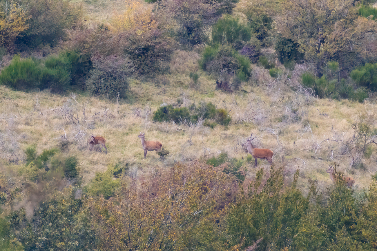Hirsch und Hirschkühe