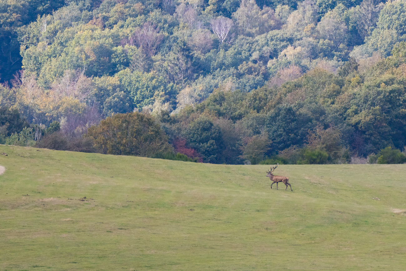 Der Platzhirsch