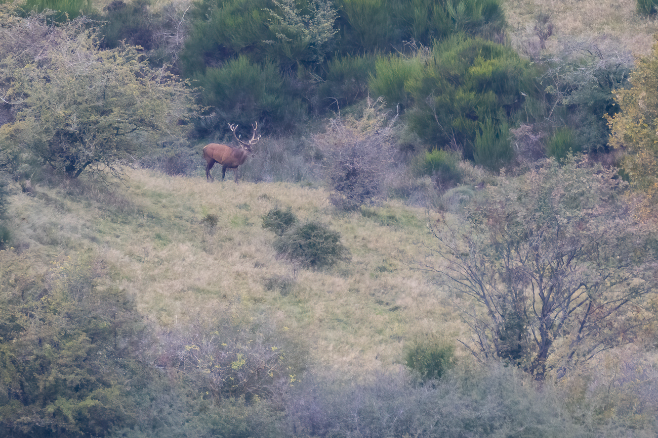 Der Platzhirsch zieht seine Runde ...