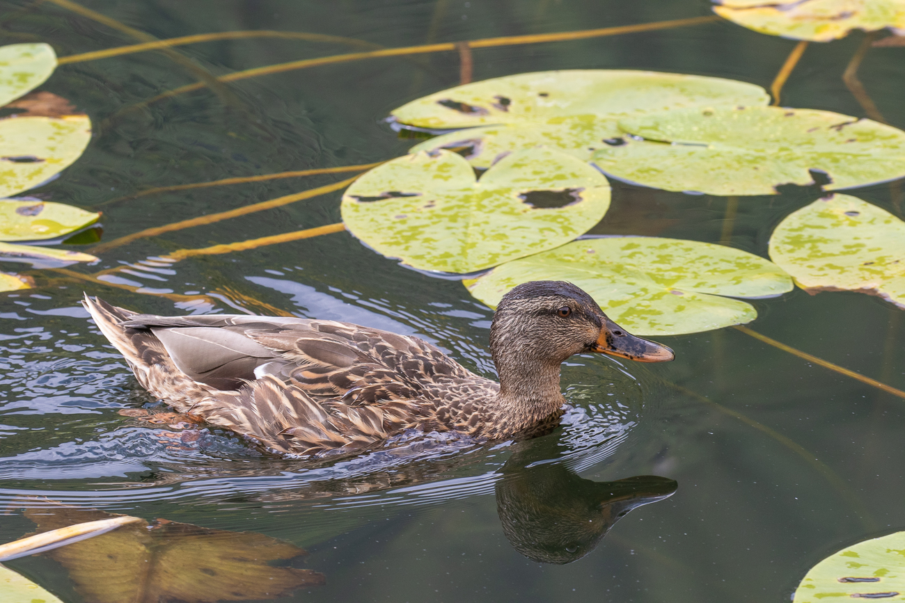 Stockente