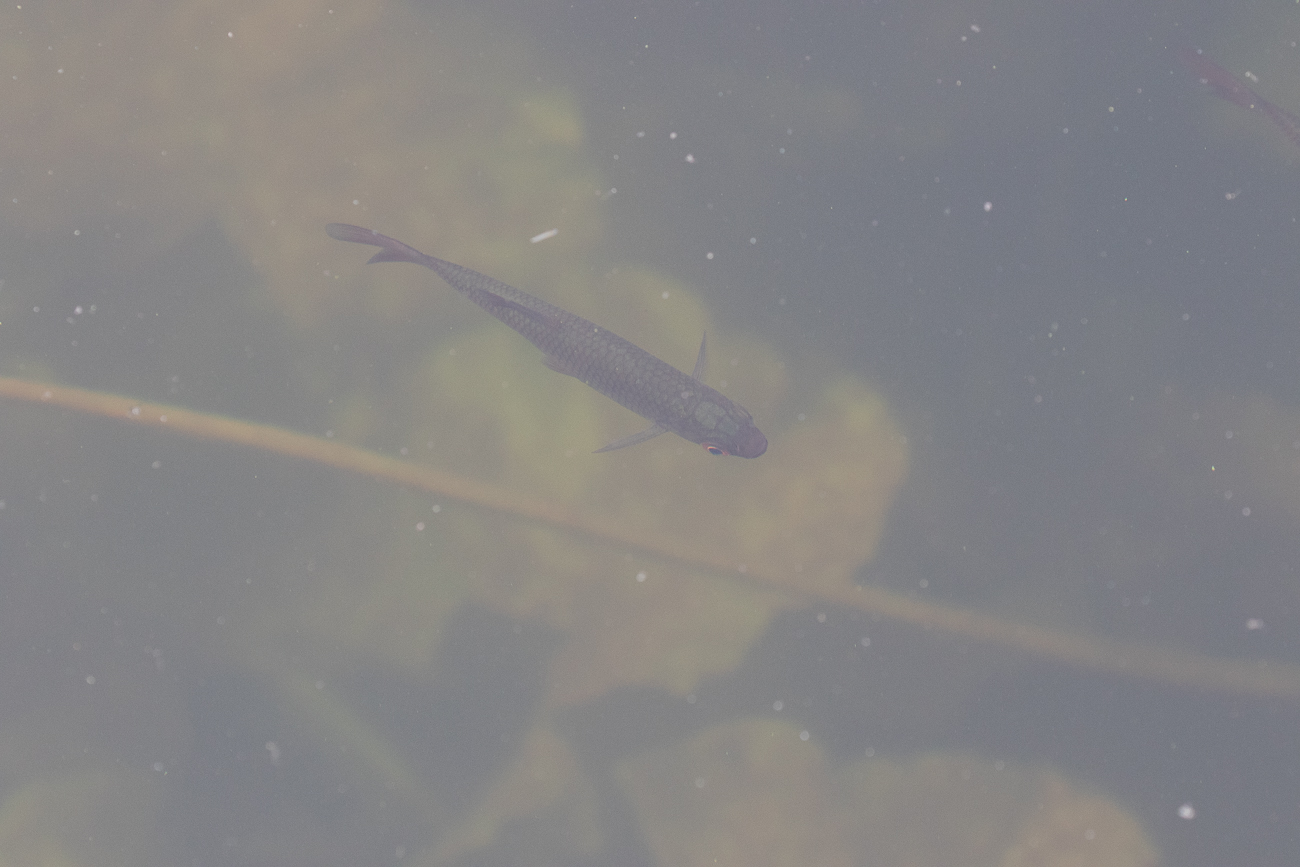 Fische im Teich
