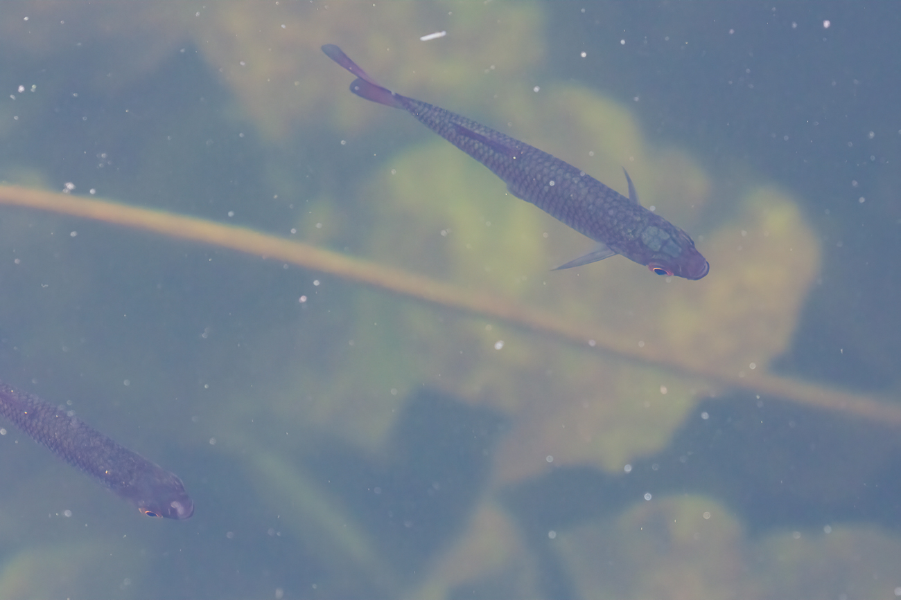 Fische im Teich