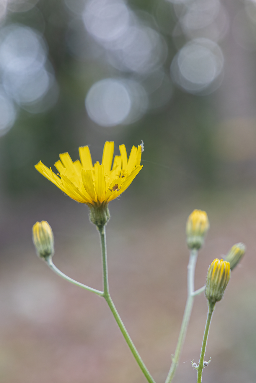 Blüte mit Besuch ...