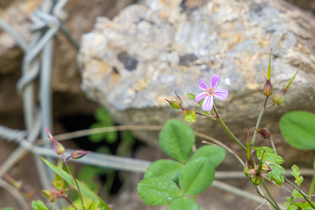 Storchenschnabel