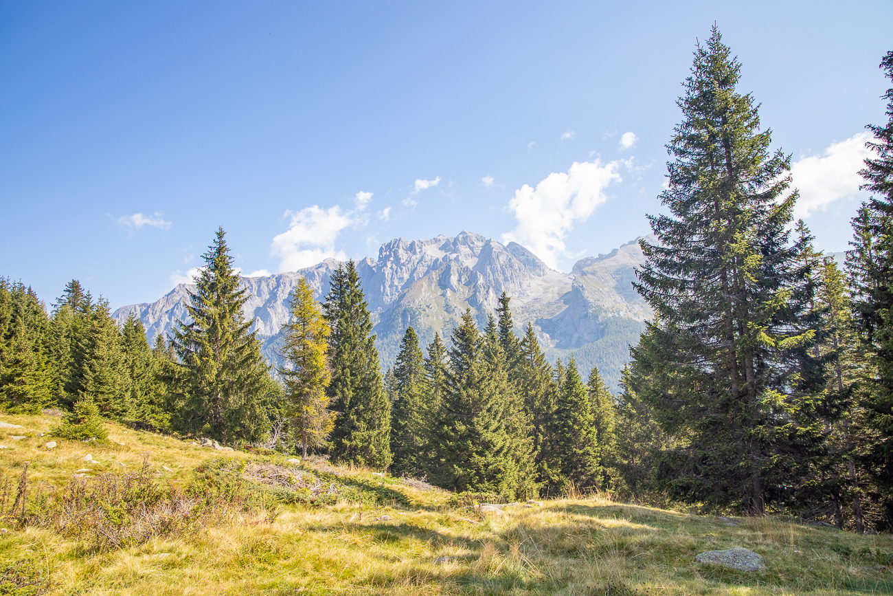 Nadelwald vor den Bergen