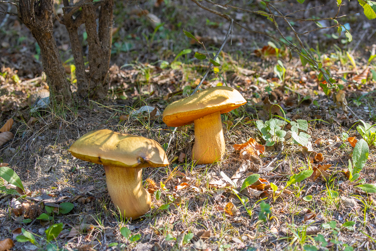 Dicke Pilze