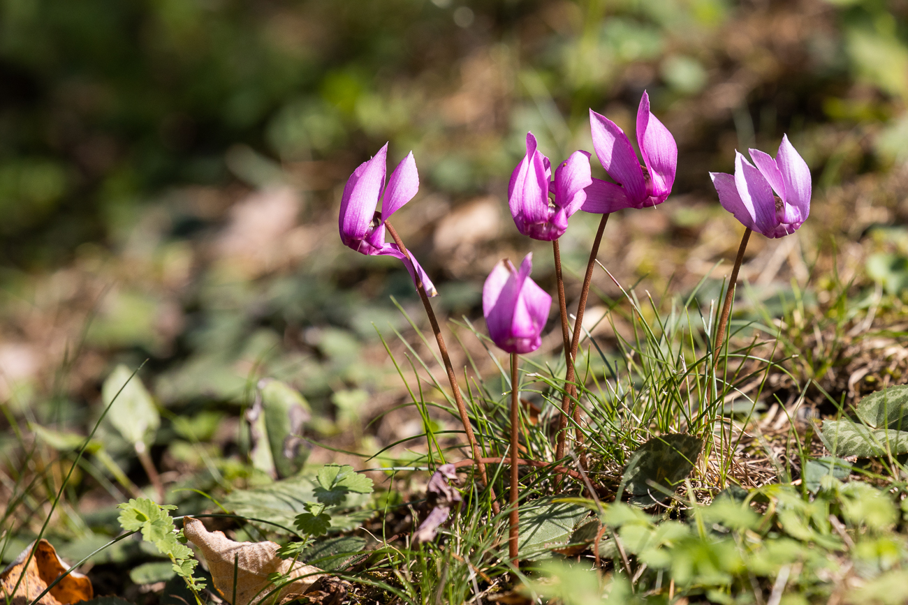 Alpenveilchen