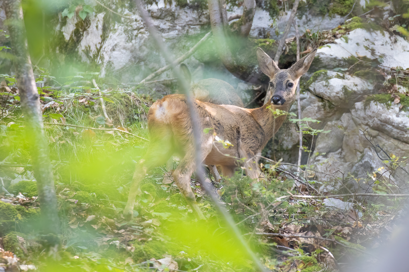 Zwei Rehe sehen wir noch im Wald, eines können wir ablichten