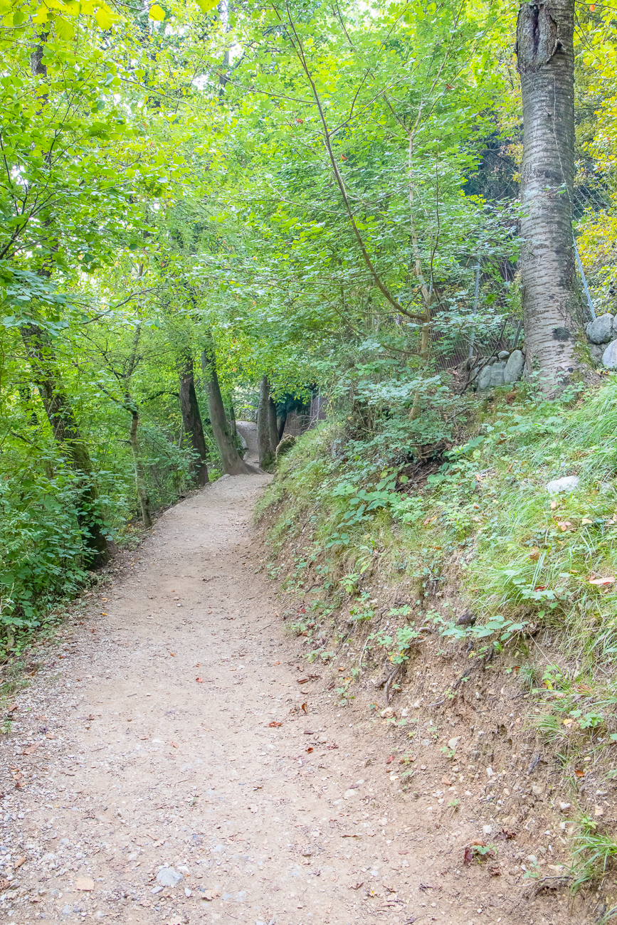 Durch den Uferwald ...