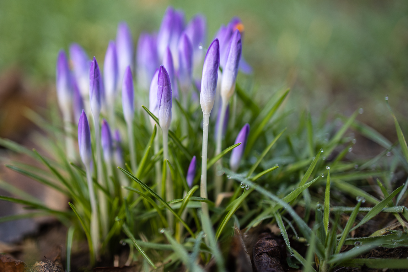 Krokusse