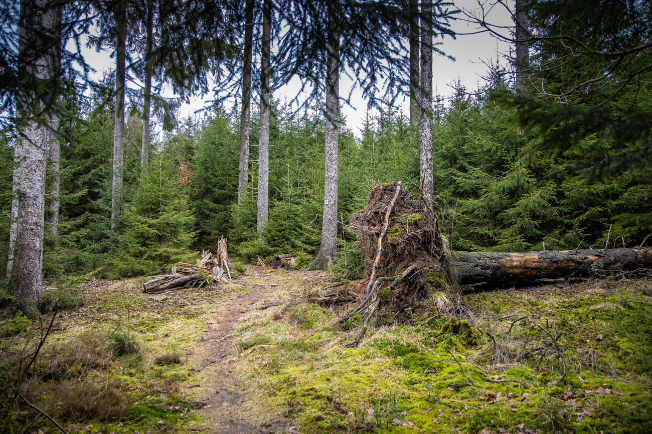 Entwurzelter Baum