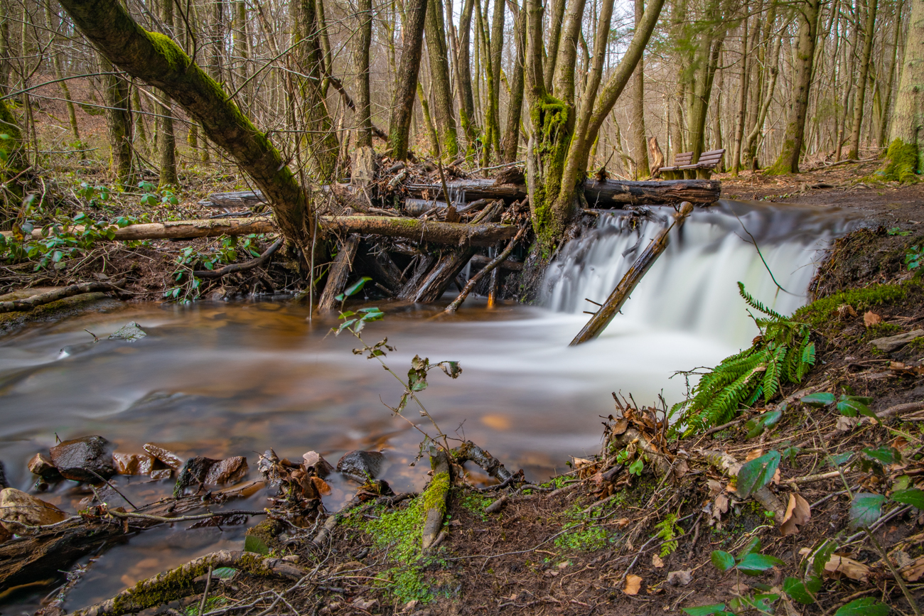 Bach durch den Wald